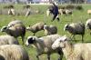 Greece’s Sheep Pox Outbreak Could Ban Movement, Affect Feta
