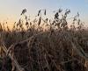Recent rains put southeast South Dakota harvest on hold