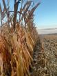 Rain, stalk rot challenge northwest Missouri corn harvest