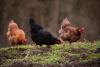Wisconsin reports new HPAI case in backyard flock