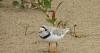 Maine has a record number of piping plover breeding pairs this year
