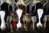 Dairy industry expected to hit 5% sufficiency rate by 2028
