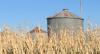 Advice to Iowa farmers impacted by Omaha grain dealer’s bankruptcy