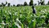 FG targets 3.6m small scale farmers under agric insurance scheme – NAICOM