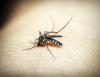 Researchers in Australia develop fridge-free malaria vaccine