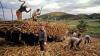$96.3m allocated to support sugar industry
