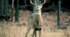 Virginia hunting license fee increases take effect Oct. 1