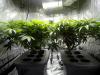 State may have inadvertently created a 1-year gap with no cannabis laws, but language was fixed after concerns arose