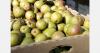Argentine pear exports slow down in the second half of the year after a record year