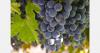 Moldova’s April grape exports rise despite storage concerns