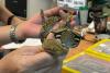 Mexican traveler nabbed with snakes, lizards at German airport