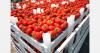 Albania tomato exports blocked in Croatia