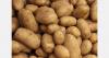 German potato harvest forecast to fall to 10.4 million tons