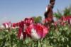 Japan, UNODC Launch $9.4 Million Counternarcotics Programme for Vulnerable Communities in Afghanistan