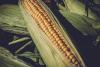 Domestic Sweet Corn Industry Must Adapt to Stay Competitive