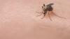 Puerto Rico declares epidemic after rise in dengue fever cases
