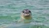 Record-Breaking Season for the Mediterranean Monk Seal in Greece