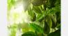Peruvian avocado prices rise 7.8% at the start of the 2026 season