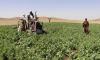 UN report shows sharp decline in Afghan opium cultivation; warns of synthetic drug threat