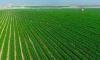 Egypt Unveils Plans to Strengthen Agriculture, Expand Global Market Reach