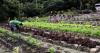 Who Speaks the Truth: FAO Statistics, Farmers… or the Bees?