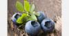 Chilean growers map export and quality goals