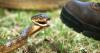 Research: Multi-year removal efforts more effective at reducing brown tree snake population overtime