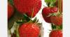 Early Latvian strawberry harvest contrasts with rain-hit cherry crop