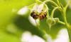 The Hidden Danger of Bee Stings in Costa Rica