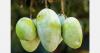 Peruvian mango crop expected to decline by 60% due to El Niño