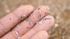 Study Finds Microplastics Near Tumors; Experts Doubt Results