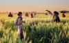 Apply Now with AI: $240M for Agricultural Commodity School Feeding Programs