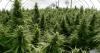 Farmers, business owners in limbo as federal ban threatens Kentucky hemp industry