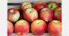 Chilean apple exports to increase moderately in 2026