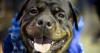 Lexington Humane Society seeking donations as shelter cares for more dogs