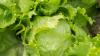Cyclospora probe: Taylor Farms changes lettuce output at Mexico site