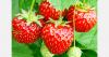 Moldovan strawberry prices hold as supplies stay limited