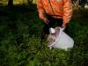 Berry prices could rise after Finland rejects thousands of seasonal worker visas