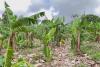 Post-Beryl: Agriculture in northern Grenada significantly damaged