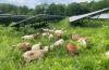 New Jersey greenlights 16 agrivoltaics projects on local farms