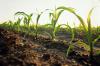 Untold story of Ethiopia's endeavor in combating climate change