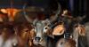 Bengal: BJP government bans public slaughter of animals, mandates certificate for cows, bullocks
