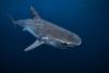 Scientists hunt for 'Sharkzilla' after carnage off New York coast