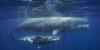 Scientists are closer than ever to deciphering the secret language of sperm whales. AI could be the key.