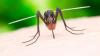 Explained: What is Oropouche virus a rare disease that claimed world’s first-ever death in Brazil