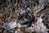 Chilly spring means Estonia's snakes taking a while to get moving