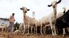 Egypt to import livestock from Somalia, Djibouti to curb meat prices