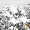 Cotton outlook mixed, but Missouri farmer sees potential for average yield