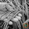 Northeast Arkansas farmer says crops still behind schedule