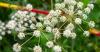 Experts warn about highly toxic plant blooming across Finland